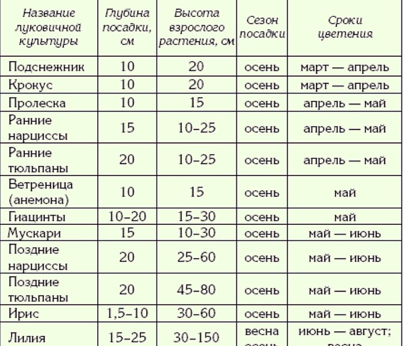 Благоприятные дни для посадки луковичных в октябре. Глубина посадки луковичных цветов таблица. Глубина посадки луковиц цветов. Посадка луковичных цветов в сито. Посадка луковичных цветов под деревья и кустарники
