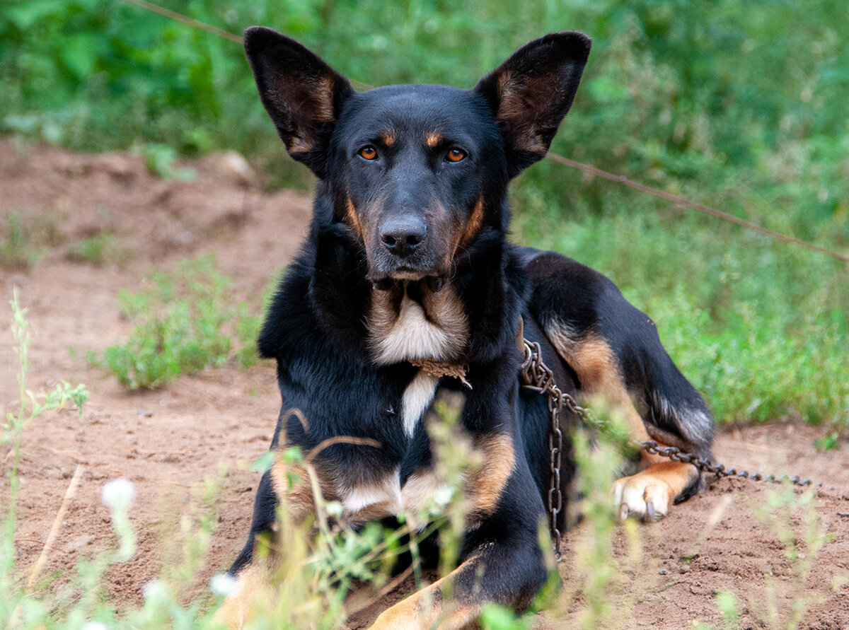 Собака принадлежала умершему тестю живодера.  Фото: ФедералПресс / Светлана Возмилова