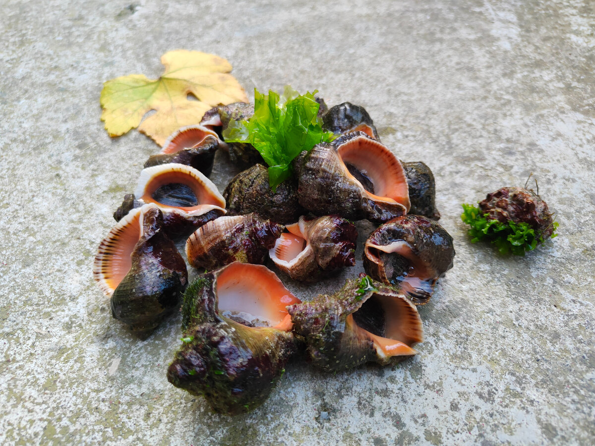 Вот и весь улов за сегодня.