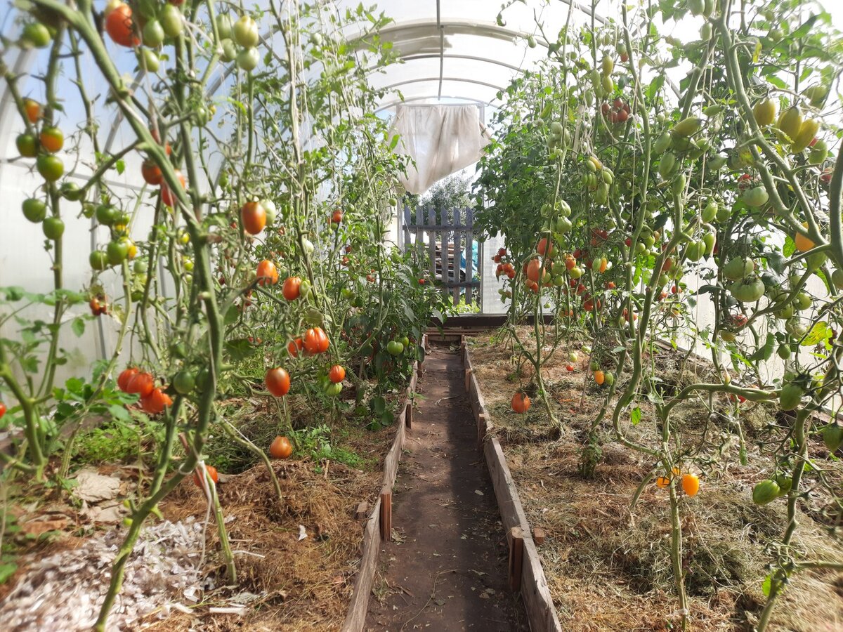 Грустновато становится в теплице... Пора прибираться.