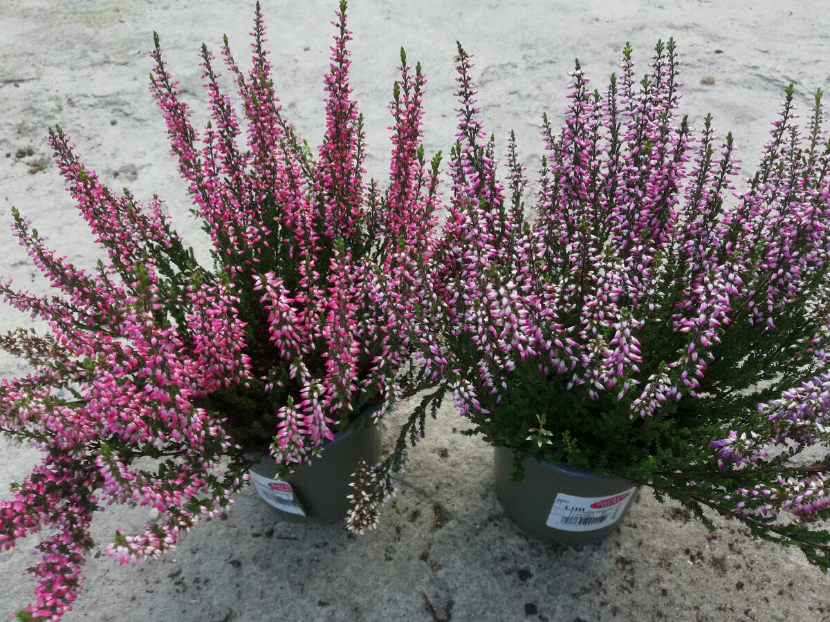 Мои верески из серии Gardengirls Summer Line: слева 'Martina', справа 'Lilli'