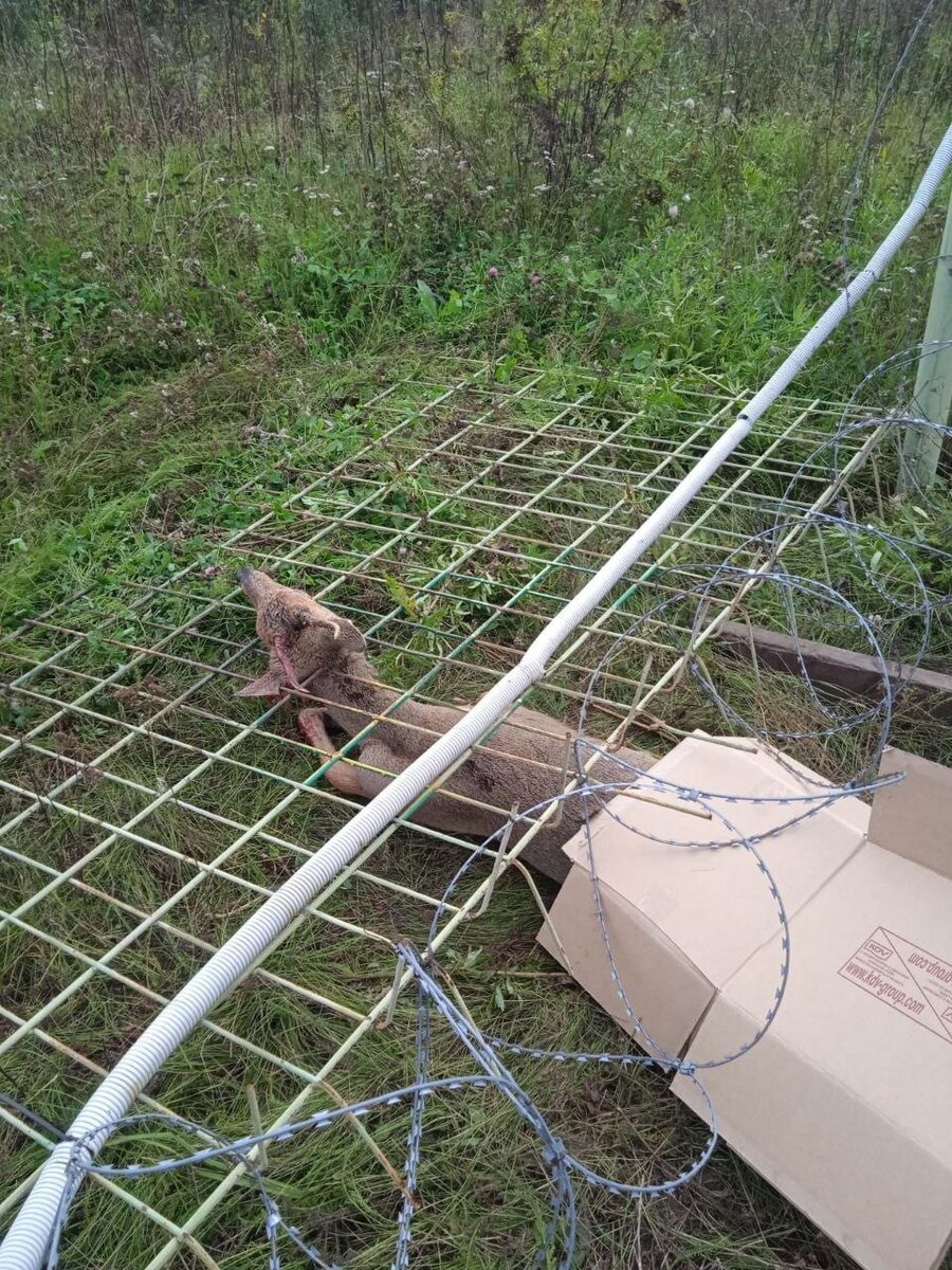В Красноярском крае спасли застрявшую в заборе косулю