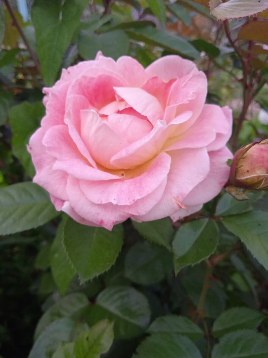 А это ещё одна, позднее цветение