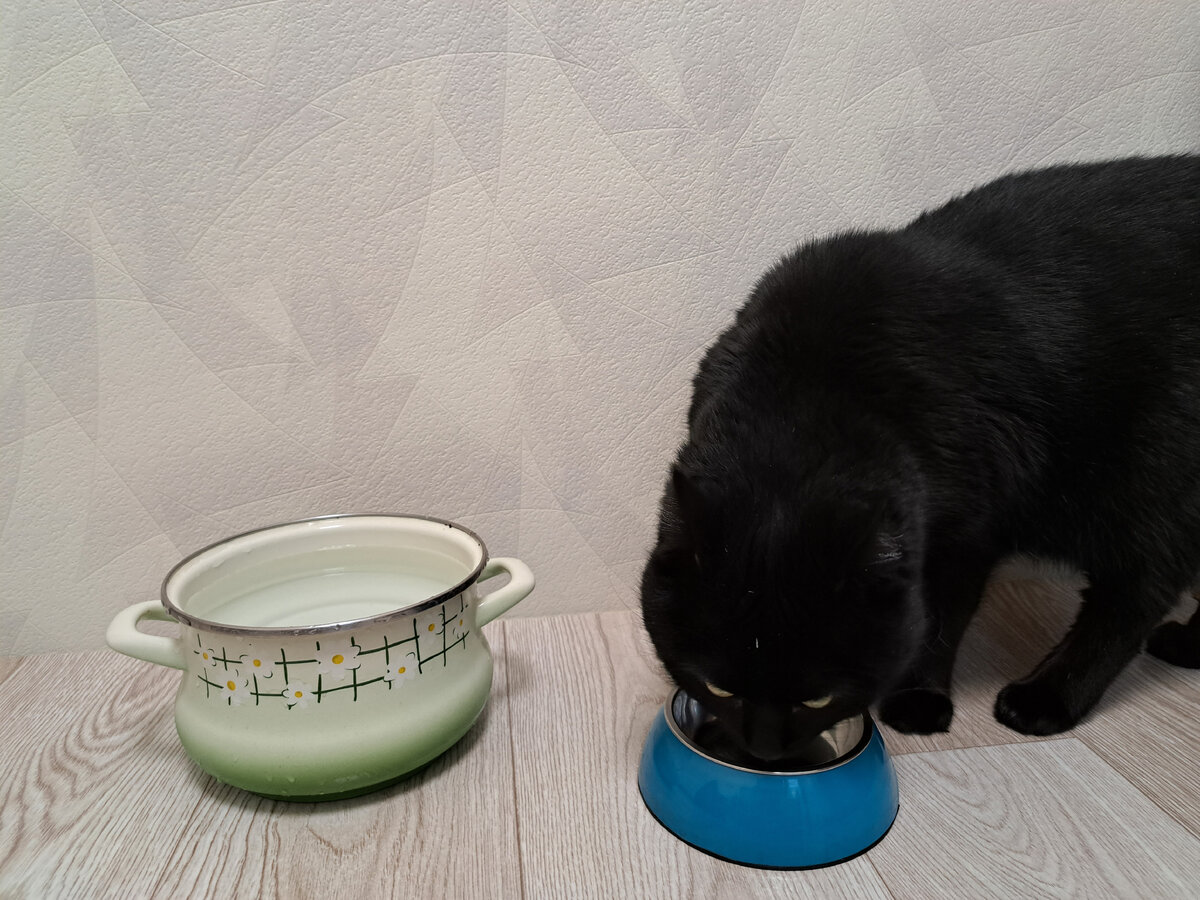 это не кастрюлька, это поилка нашего котика