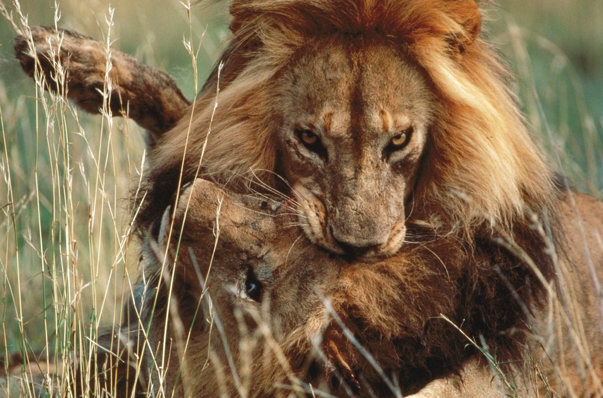 Лев опередил львицу и сам завалил антилопу одним стремительным прыжком |  Смысл Слов | Дзен