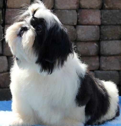                           фото с сайта Pinterest (прям как наша)
