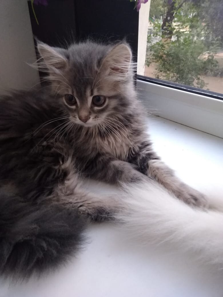 У этого котёнка маленькие жалобные глазки