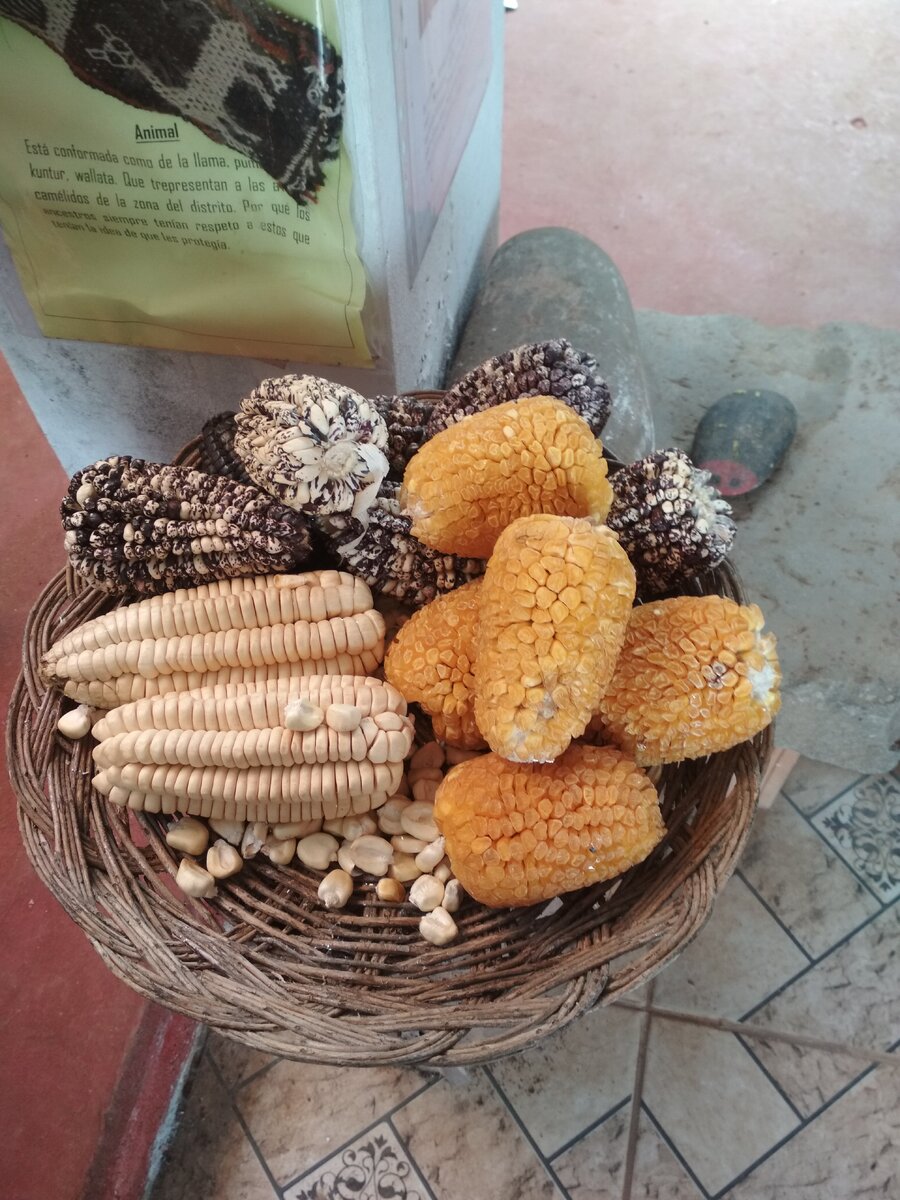 Разные виды кукурузы