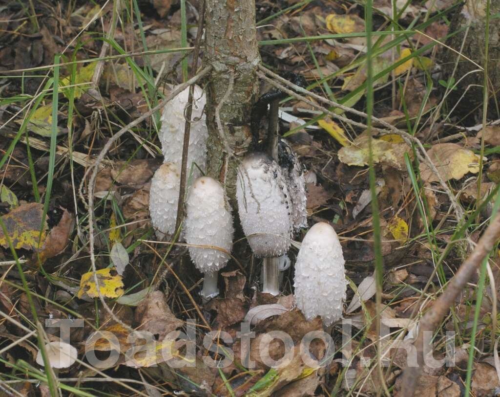 Грибы молодые, но процесс автолиза уже запущен. Он заразен; для того, чтобы сберечь навозники переднего плана, у человека не более часа (фото И.Лебединского)