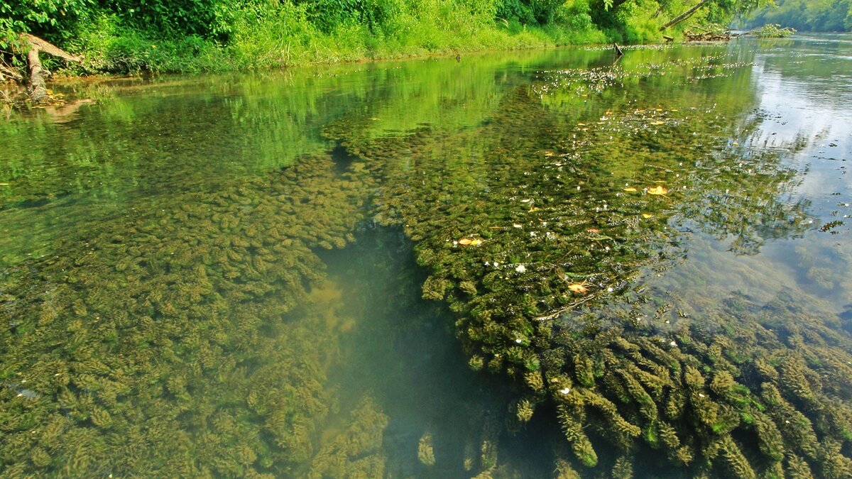 Водоросли речные фото с названиями