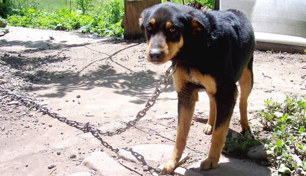 Себя привязать не пробовал, хозяин?