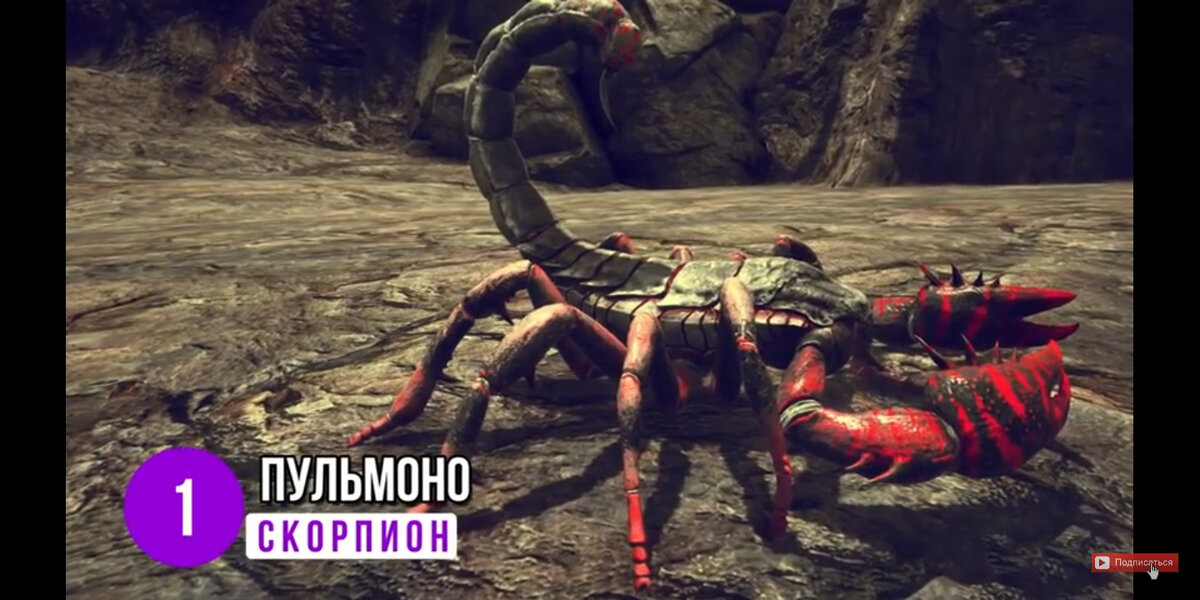 
1. Пульмоно скорпион. На первый взгляд может показаться что это обычный скорпион. Но на самом деле кажется все иначе. Размер этого существа. Чьё имя дословно означает длинный скорпион, он достигал 70см. Он вымер приблизительно 330-345млн.л.н. Его остатки были найдены в 1994г Британским палеотологом Эндрио Джериомом.
