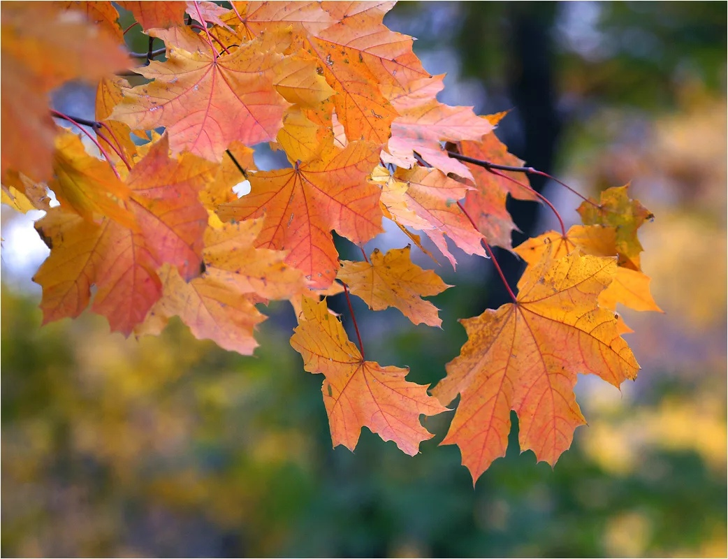 Клён остролистный(Acer platanoides). Больше других распространен в России. Часто сажают вдоль дорог и во дворах