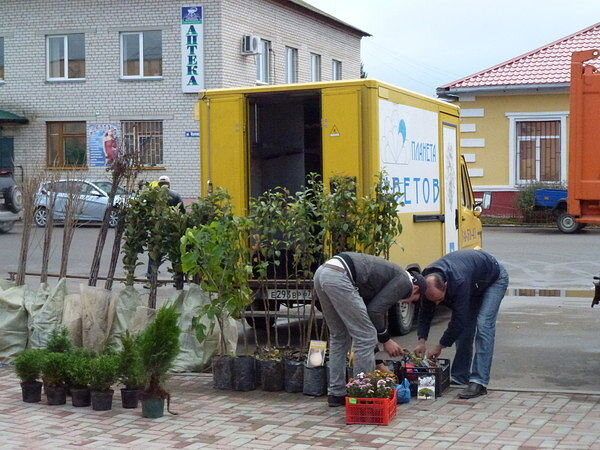 Такую картину мы видим часто на наших рынках. Высокие и  привлекательные с виду, часто с листьями , и даже плодами -- саженцы привезенные неизвестно откуда...