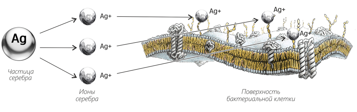 Получения наночастиц серебра. Механизм действия наночастиц серебра. Ионы серебра наночастицы. Наночастицы серебра и бактерии. Наночастицы коллоидного серебра.