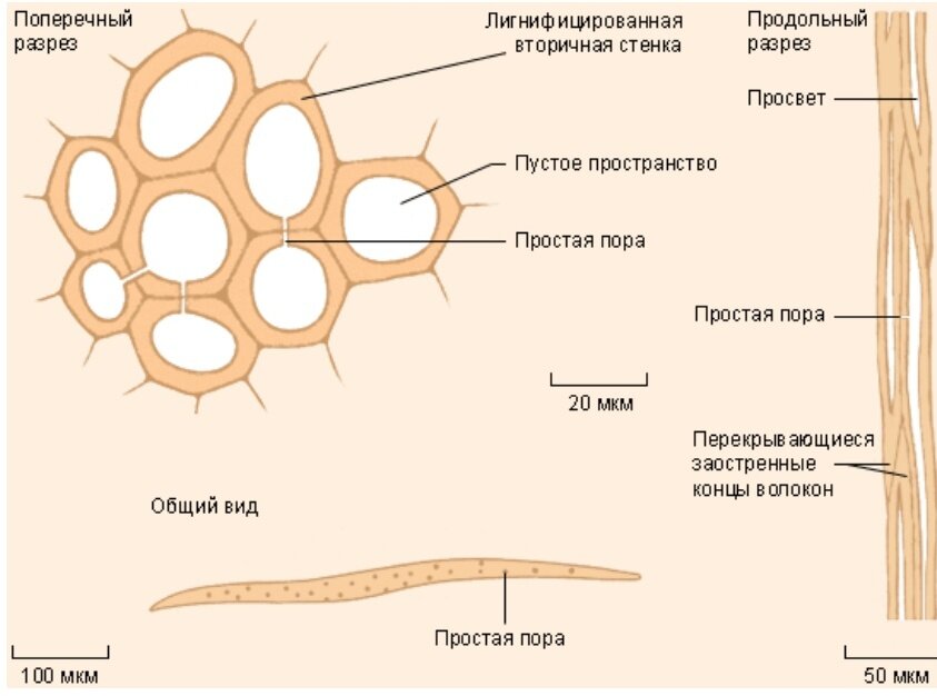 Как выглядит склеренхима у растений