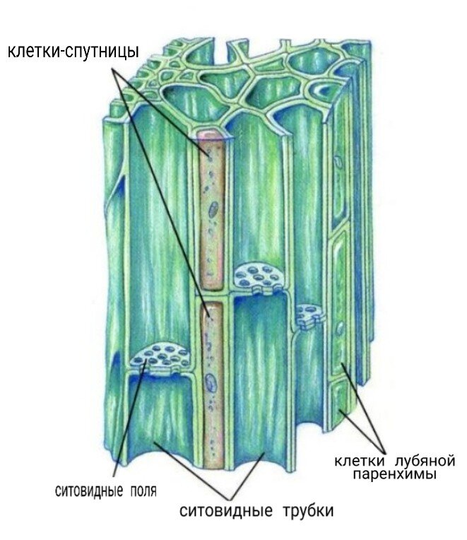 Ситовидные трубки рисунок. Ситовидные трубки флоэмы. Флоэма строение. Состав флоэмы. Флоэма клетки лишены