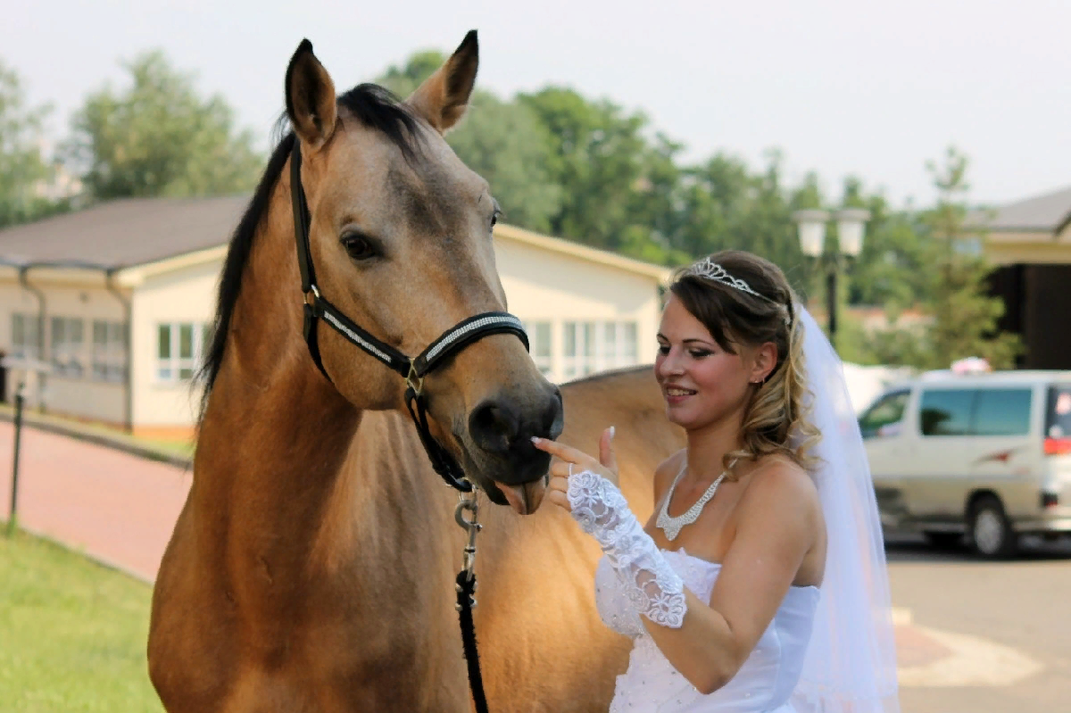 Загородный конный комплекс «Созидатель»