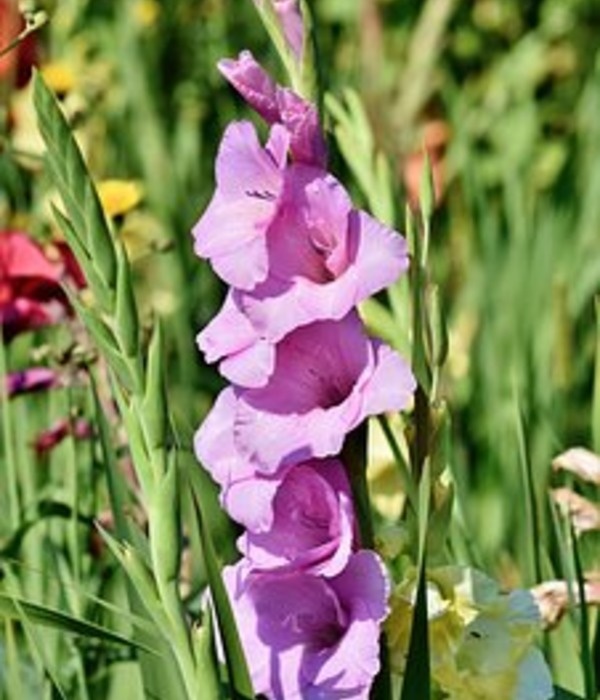 https://cdn.pixabay.com/photo/2018/07/26/12/38/gladiolus-3563511__340.jpg