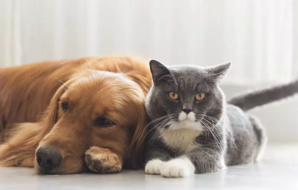 Кошечки собаки. Домашние животные. Кошка. Коты и собаки вместе. Котик и собака вместе