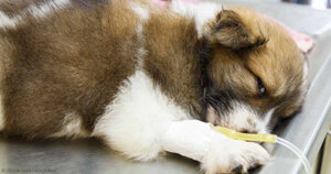 Инфузионная терапия - спасает жизни животных