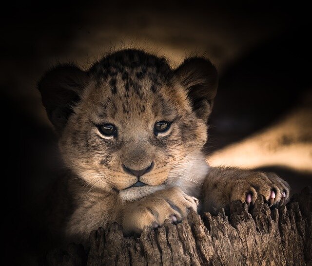 https://cdn.pixabay.com/photo/2017/10/24/22/51/lion-cub-2886432_960_720.jpg