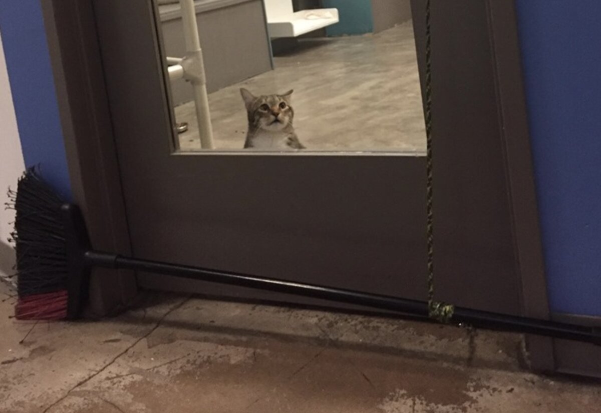 В американском приюте в Хьюстоне живет кот по имени Квилти, у которого, по словам волонтеров, обостренное «чувство справедливости»: «Квилти любит выпускать кошек из большой комнаты.