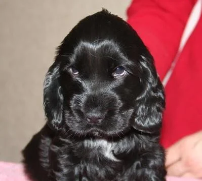 Из открытых источников