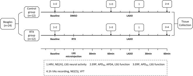 The Sourse: https://www.sciencedirect.com/science/article/pii/S0753332219333967