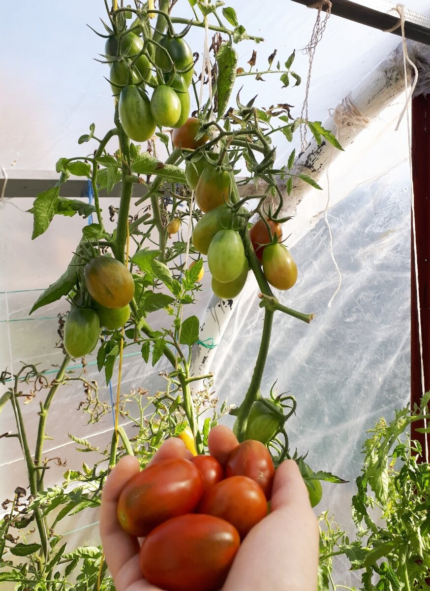 Томат "Шоколадный зайчик ".