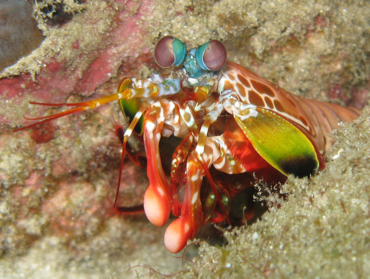 Ракообразные глаза. Павлиновая креветка-богомол. Odontodactylus scyllarus павлиновая креветка. Креветка-богомол Мантис. Мантис Шримп.