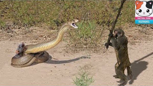 Смешные и забавные животные! Подними себе настроение!!! #юмор #животные #кошки #подборки #животное