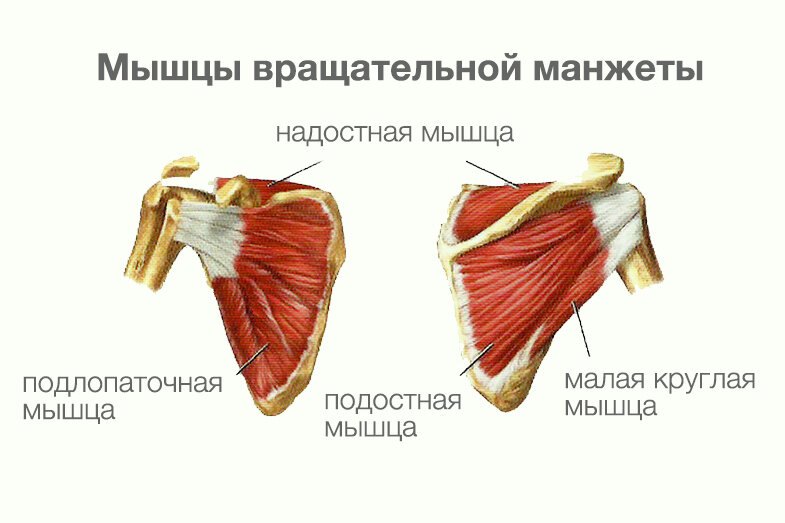 Фото с сайта https://www.medservicekorea.com/oblasti-meditsiny/o/ortopediya/det-endoprotezirovanie-plechevogo-sustava/