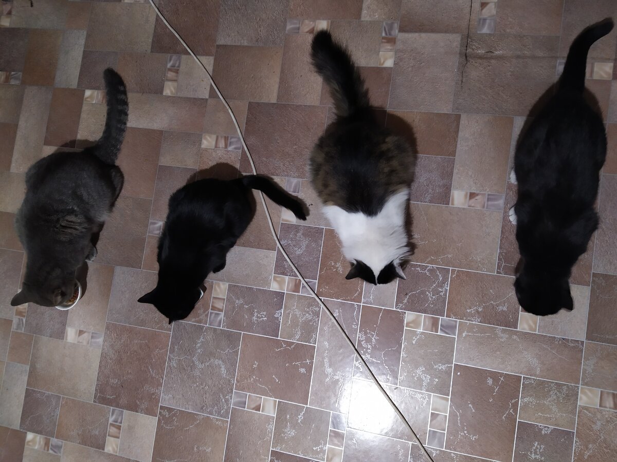 Дуся, Суля, Мелкий, Шмыс