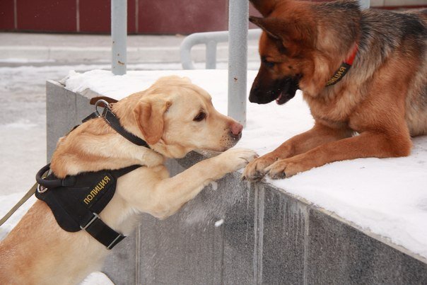 Лабрадор Саша . Фото с сайта habinfo.ru