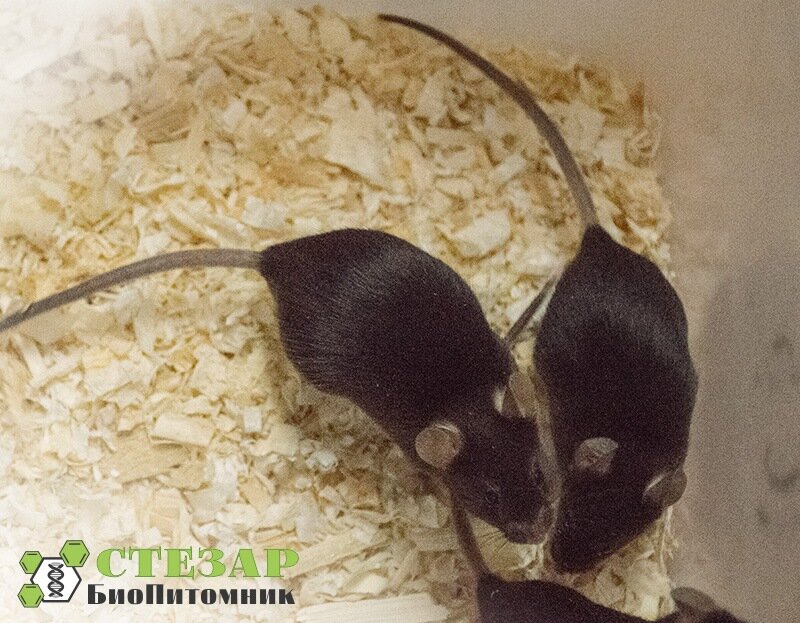 Лабораторные мыши линии C57Black/6 в БиоПитомнике СТЕЗАР /  Фото с нашего сайта www.biopitomnik.ru