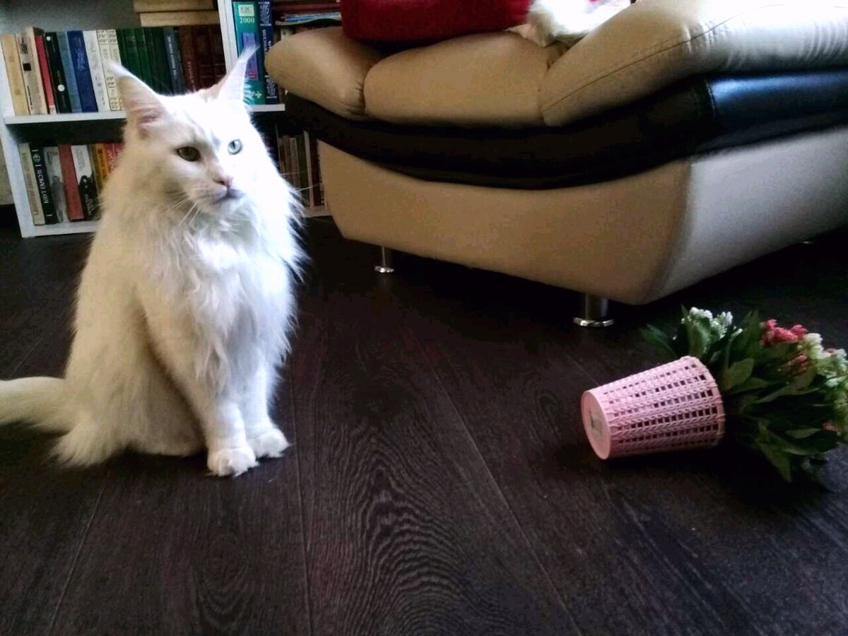 Как бы мы не любили эту замечатальную породу, у нее есть несколько минусов.