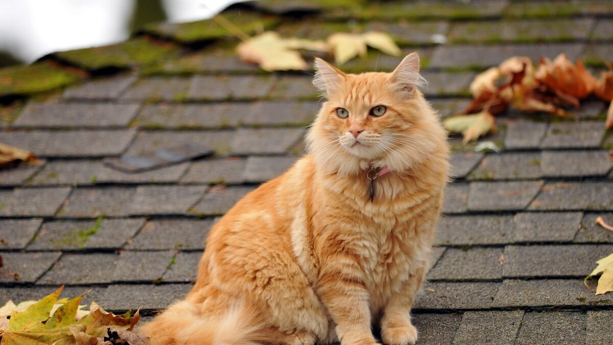 images.wallpaperscraft.ru/image/kot_pushistyy_listya_osen_krysha_66630_1920x1080.jpg