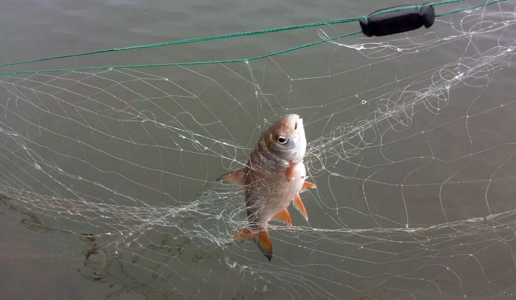 Рыба в сетке