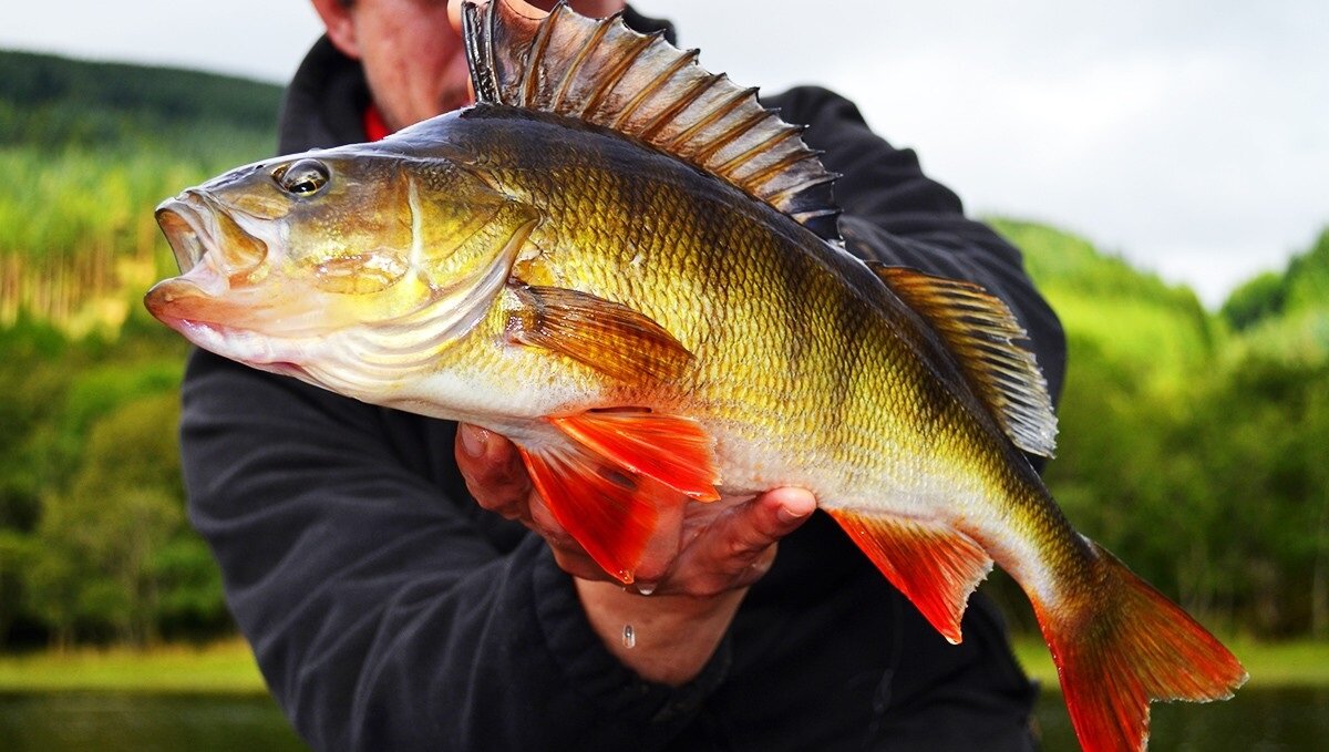 Ловля окуня ( фото - Яндекс.Картинки)