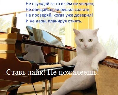 кот в картинке