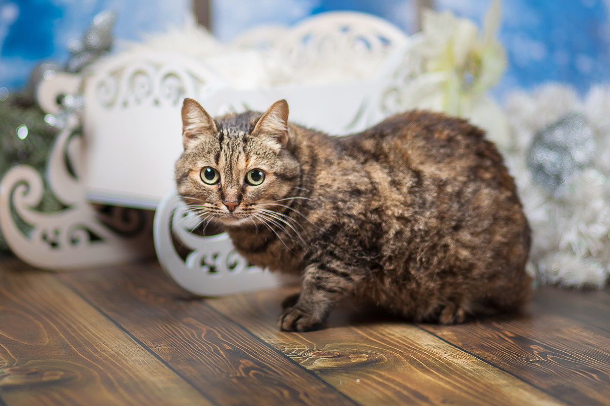 Красотка Долли.