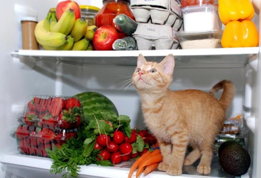 опасные продукты для кошек (фото из открытых источников)