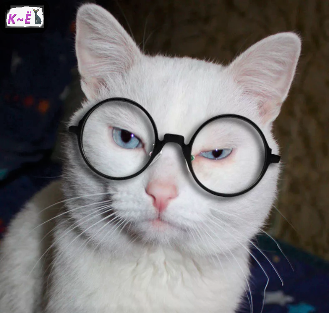 Кошка пенсионер (фото Яндекс картинки)