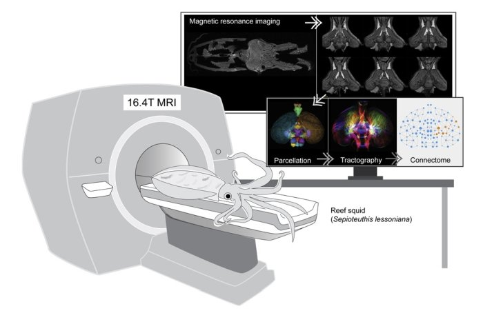 Фото: Chung et al., iScience, 2020