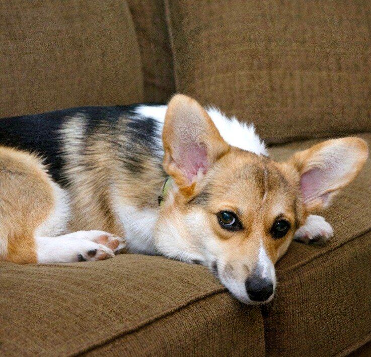 Почему не стоит заводить корги?