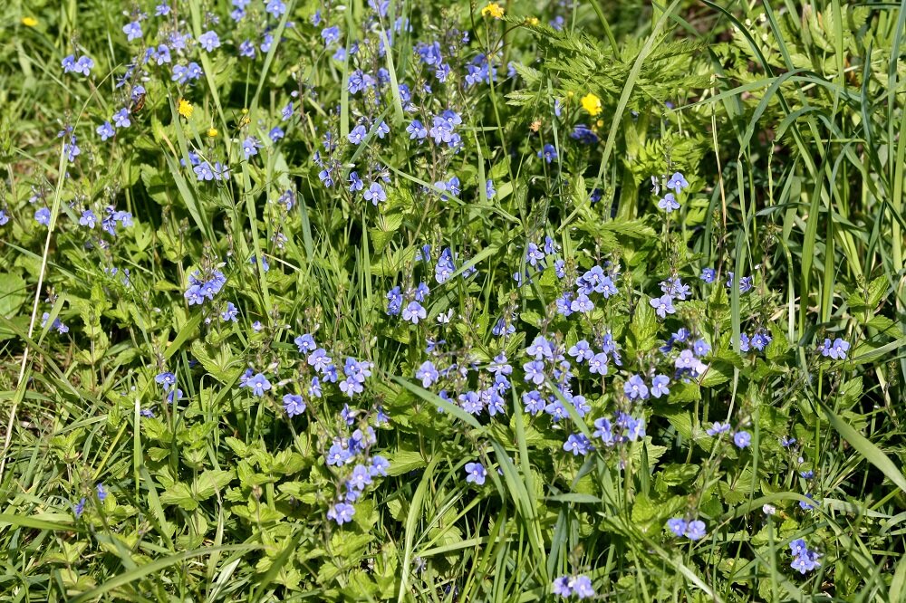 Синие цветы в траве. Что это за растение?