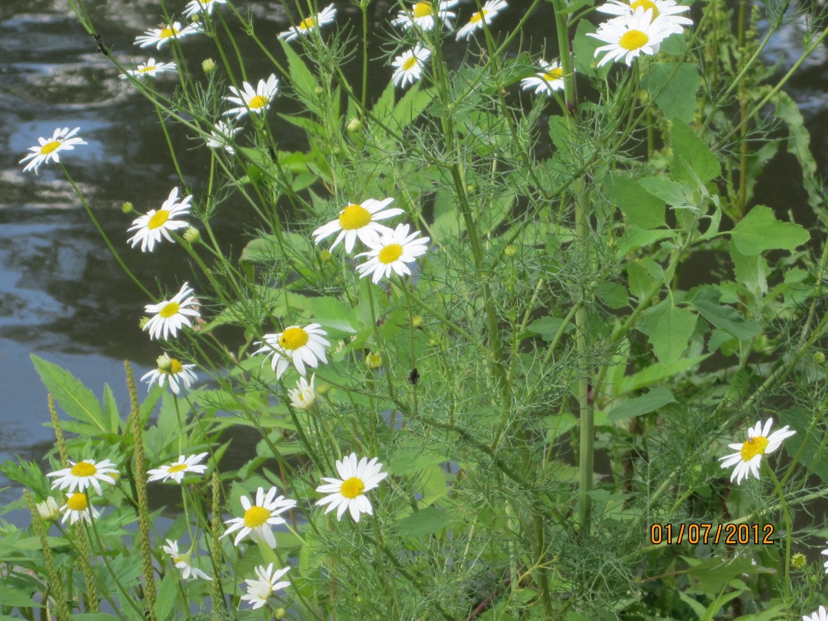 Ромашка - символ семьи.