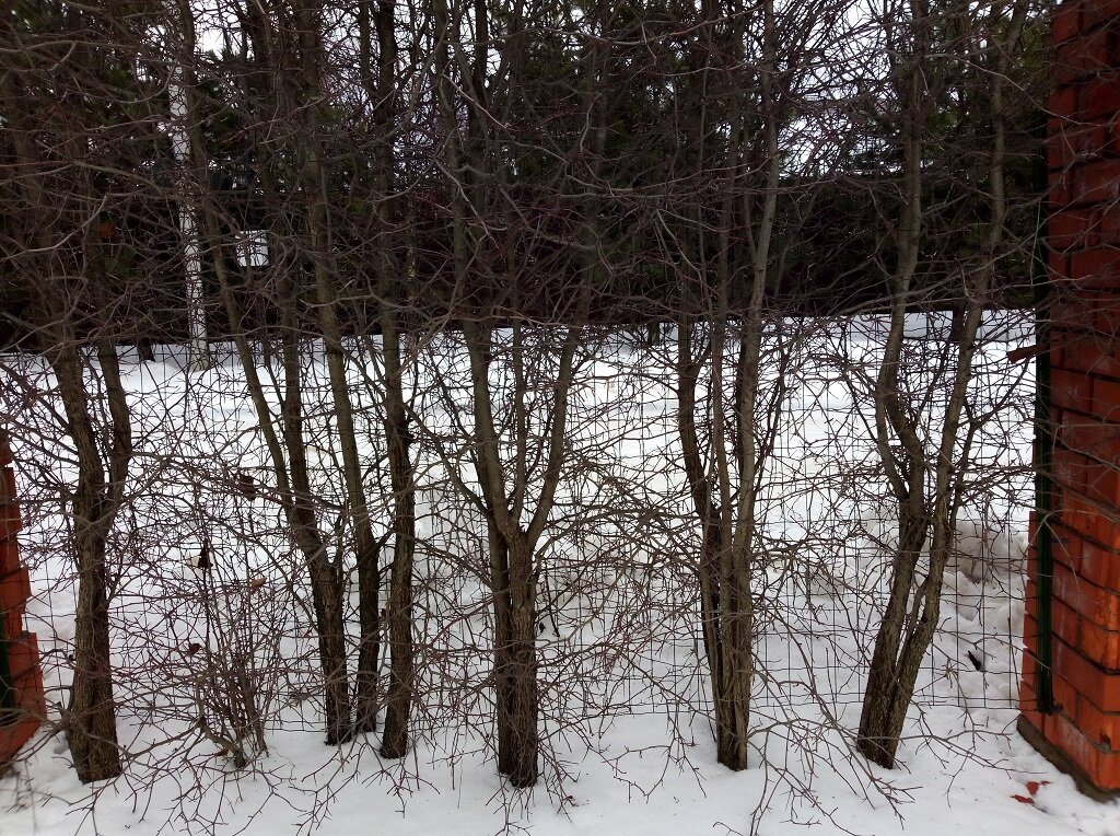 Как часто посажен боярышник можно увидеть только на зимнем фото