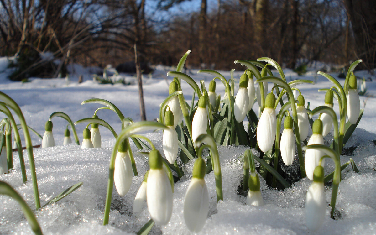 Синоптики прогнозируют аномально раннюю весну. Чем это может обернуться?